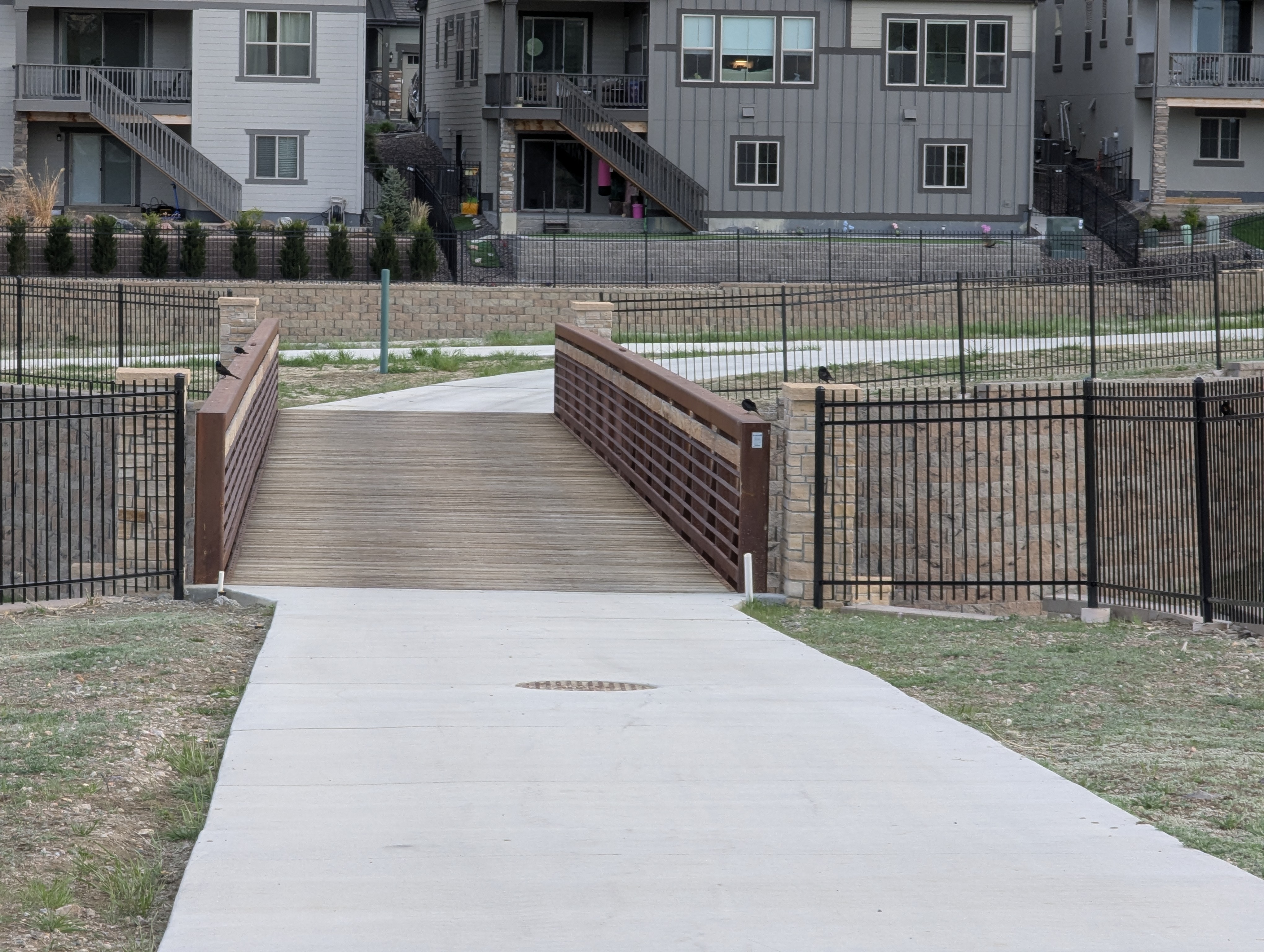 blackbirds, Morrison, Colorado